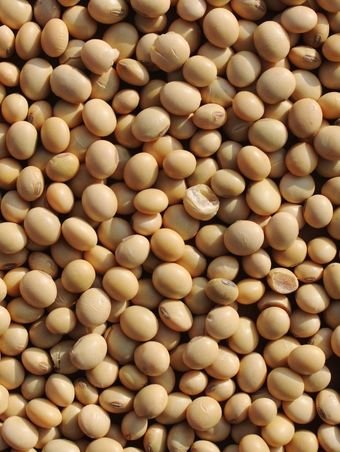 Soybean